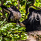 Arusha National Park, these monkeys are indigenous to the region of Kilimanjaro and Mount Meru